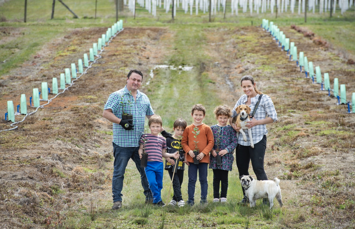 Family planting grape seedlings in the vineyard 